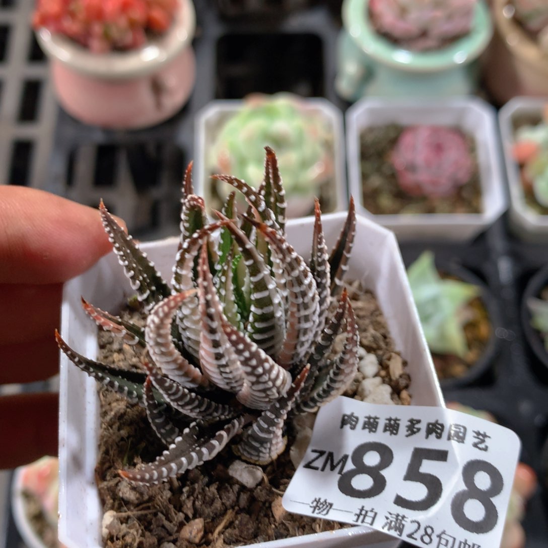 5CM拇指盆精控多肉ZM858