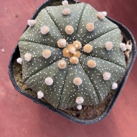 实生大兜6仙人球