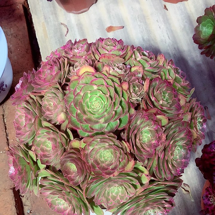 莲花座，有点微瑕