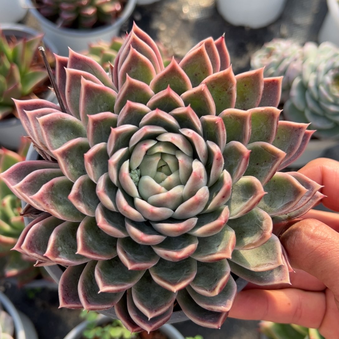 多肉植物一物一拍（144号）