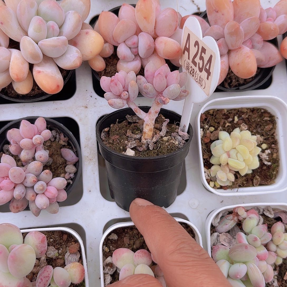 A254婴儿手指哦一物一拍