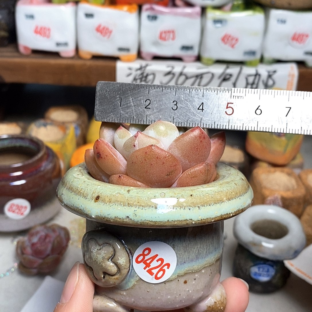 红陶拍5送一个小