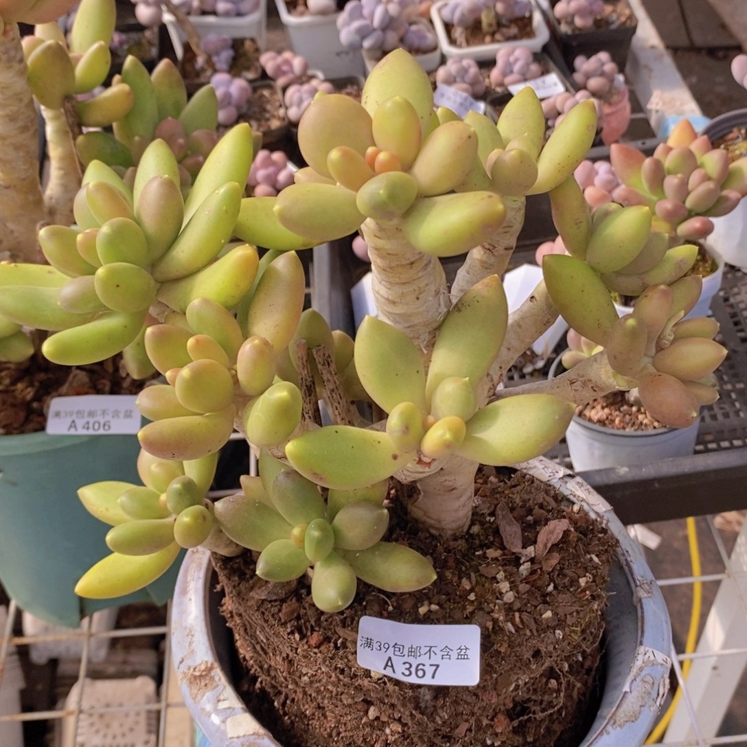 芒果奶老桩17cm367多肉植物
