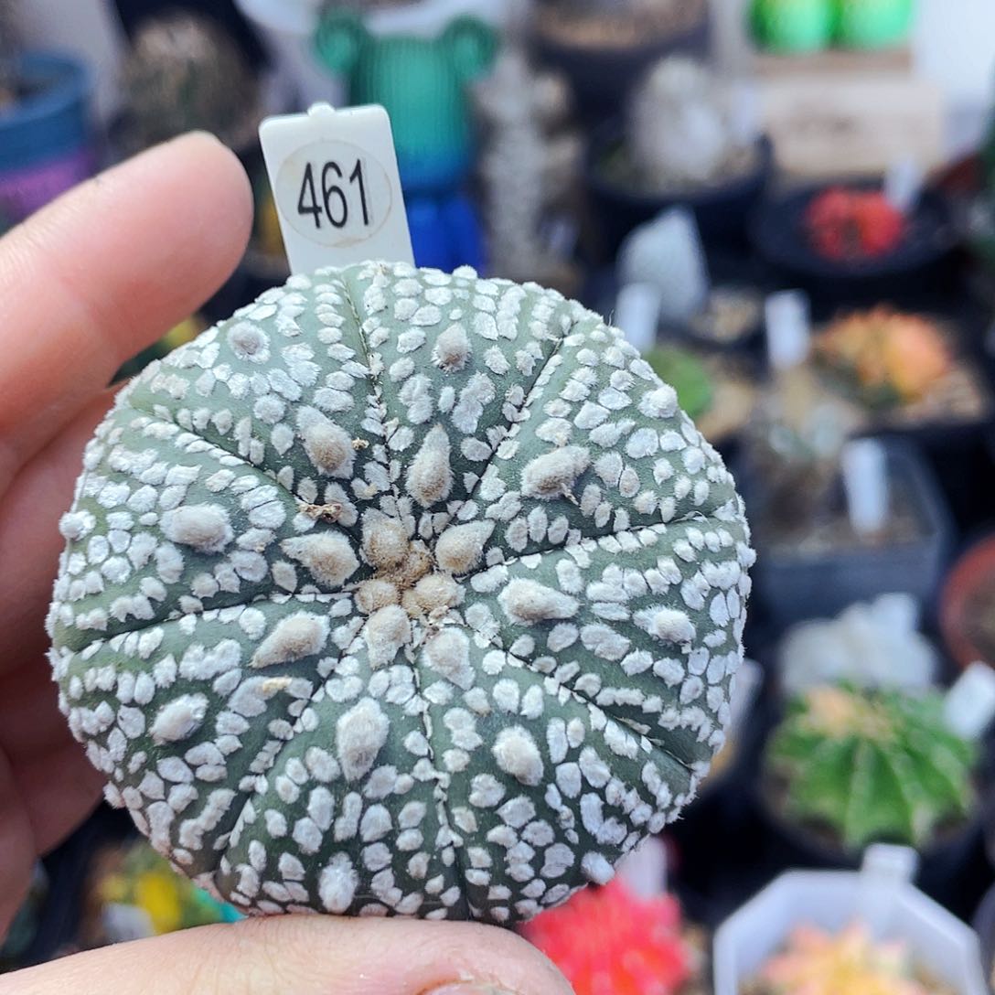 非偏远地区满25包邮仙人球