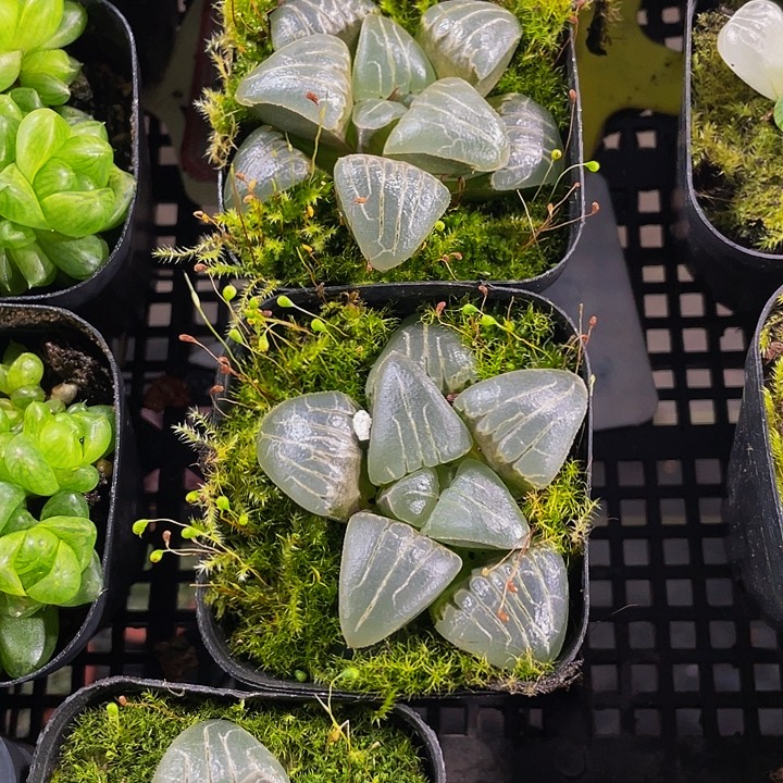 甜心玉露带盆土发