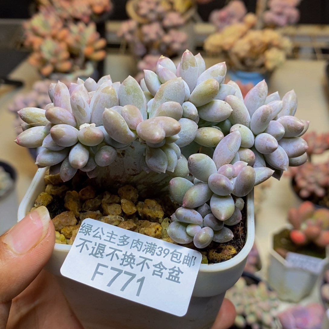 771屁桃奶酪缀多肉7c m