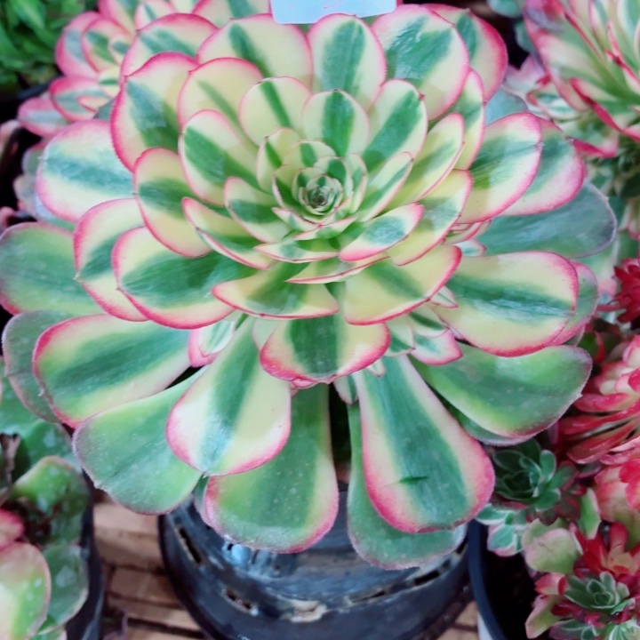 云南荔枝好看24号