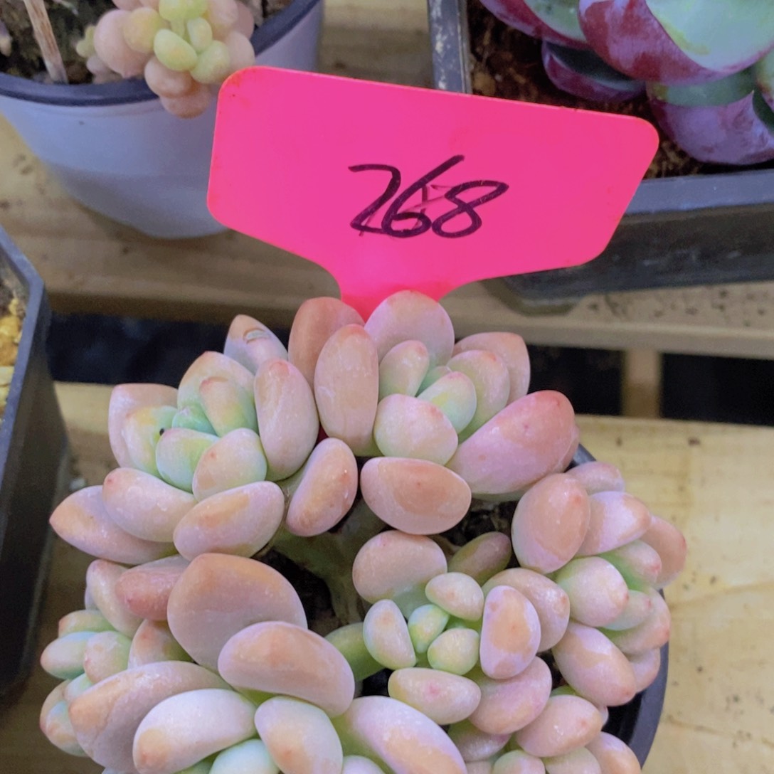 清货，一物一拍，看准，不对称价格