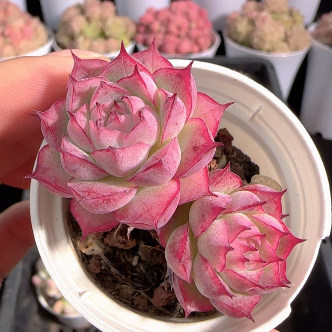 多肉0103-108女王玫瑰