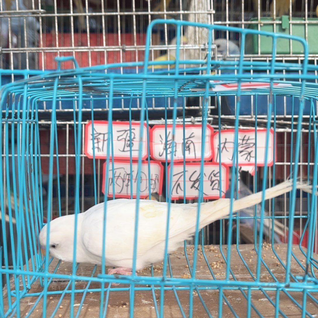 虎皮鹦鹉我的小姐姐