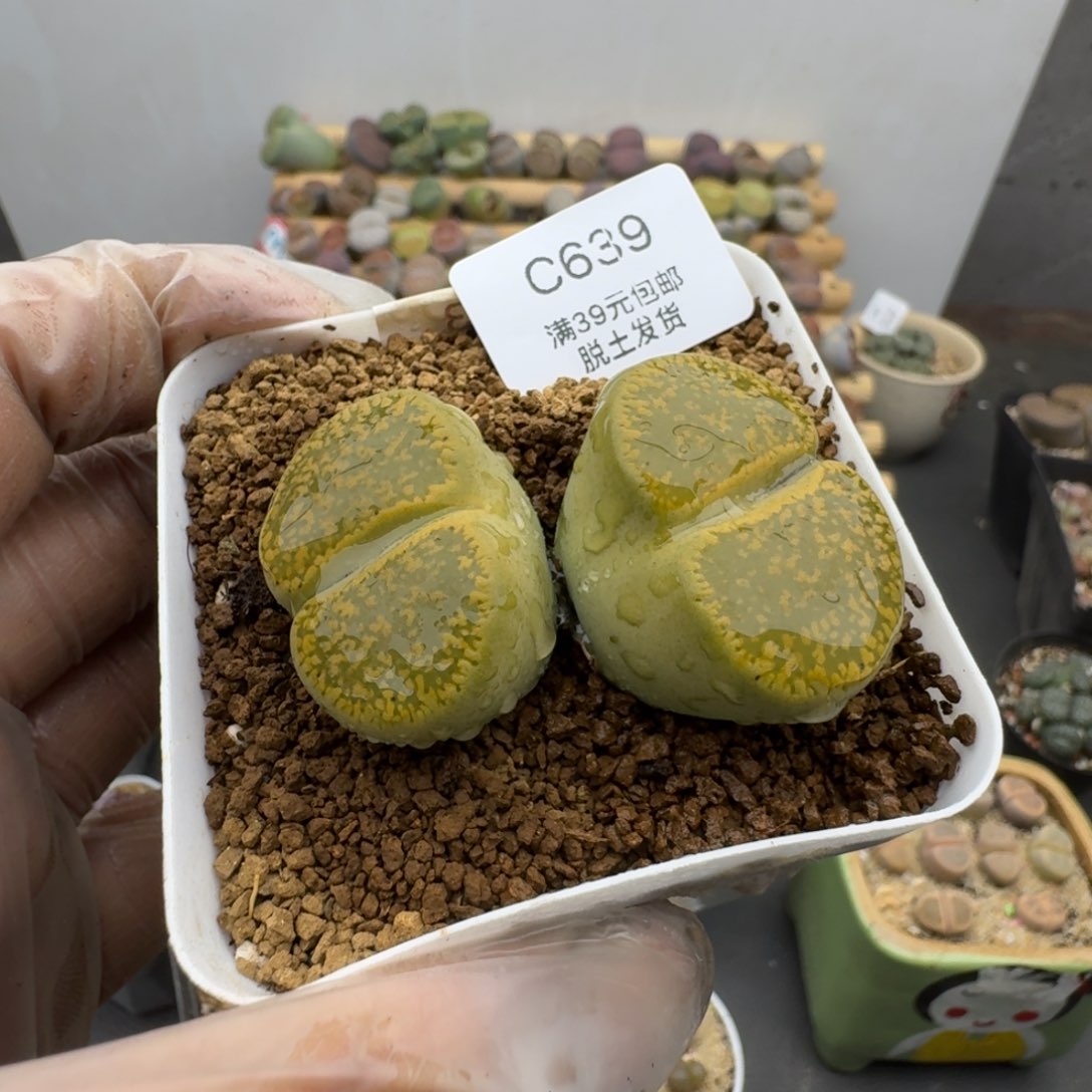 639哈哈哈哈哈哈哈哈哈哈哈