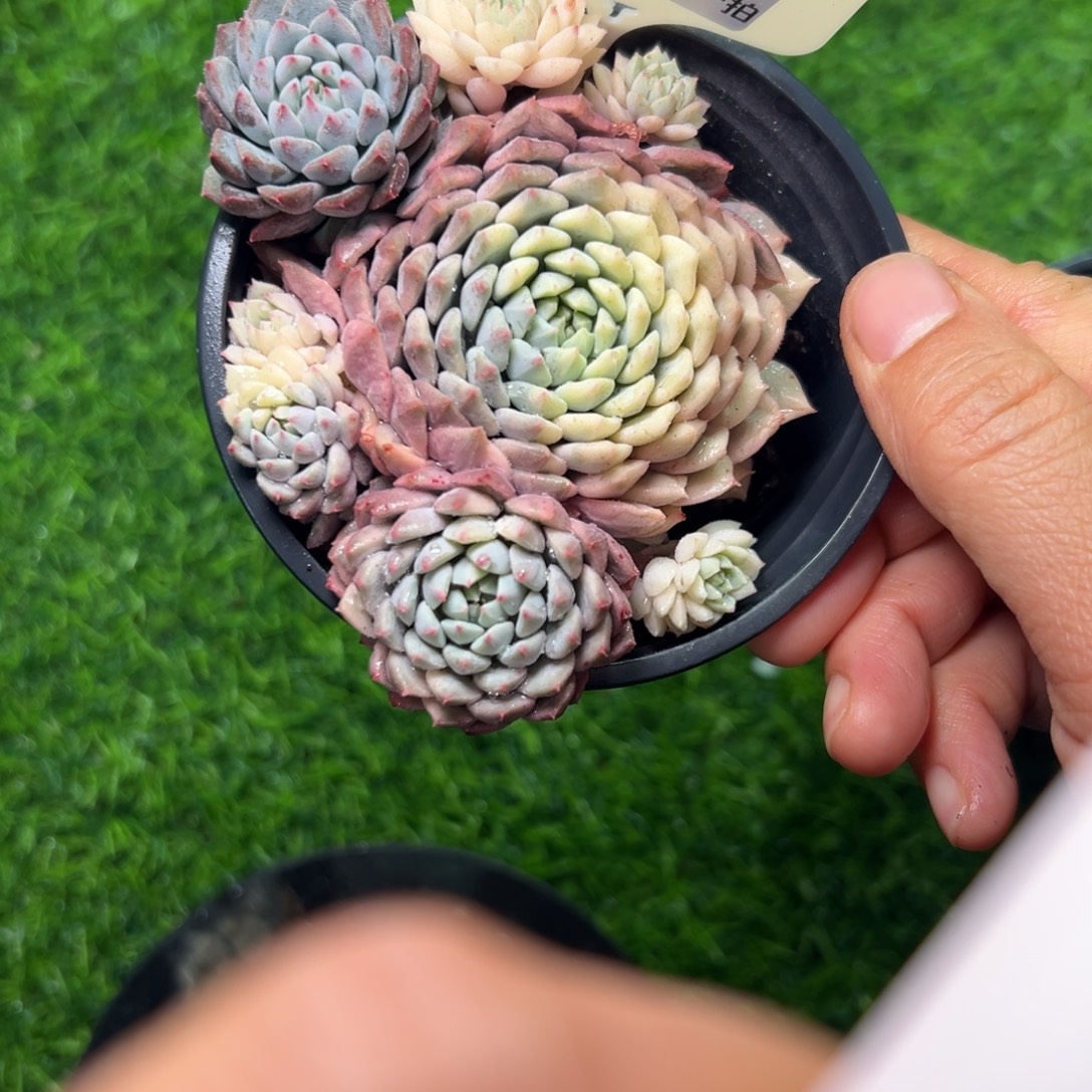 汪***溯12、发风风光光哈哈吧