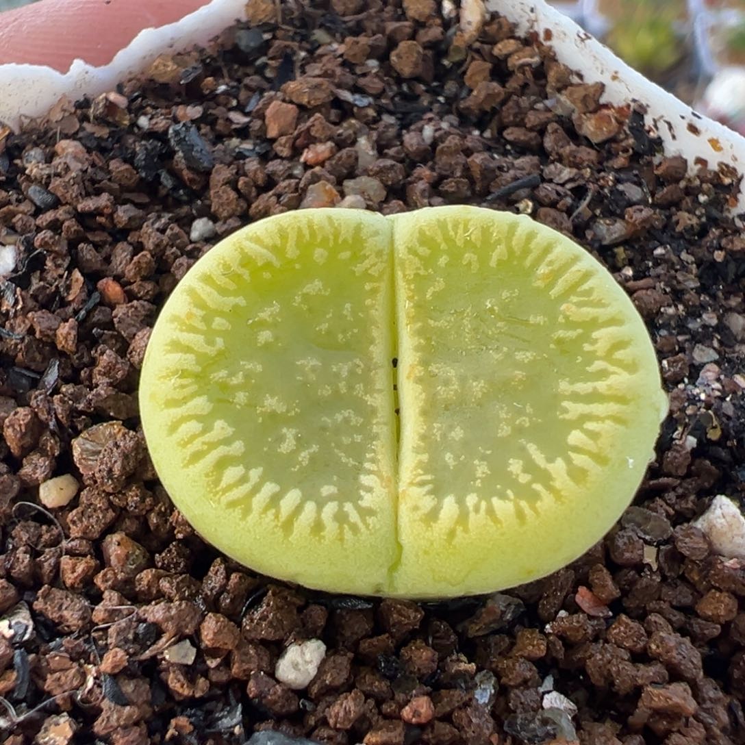 851多肉植物种类多样