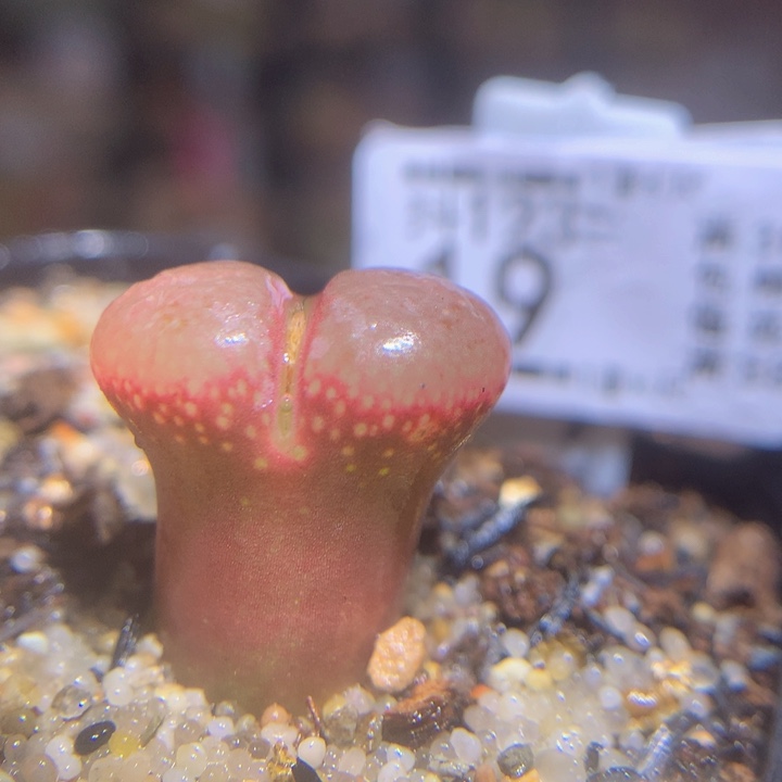 精品生石花123.19红宝石