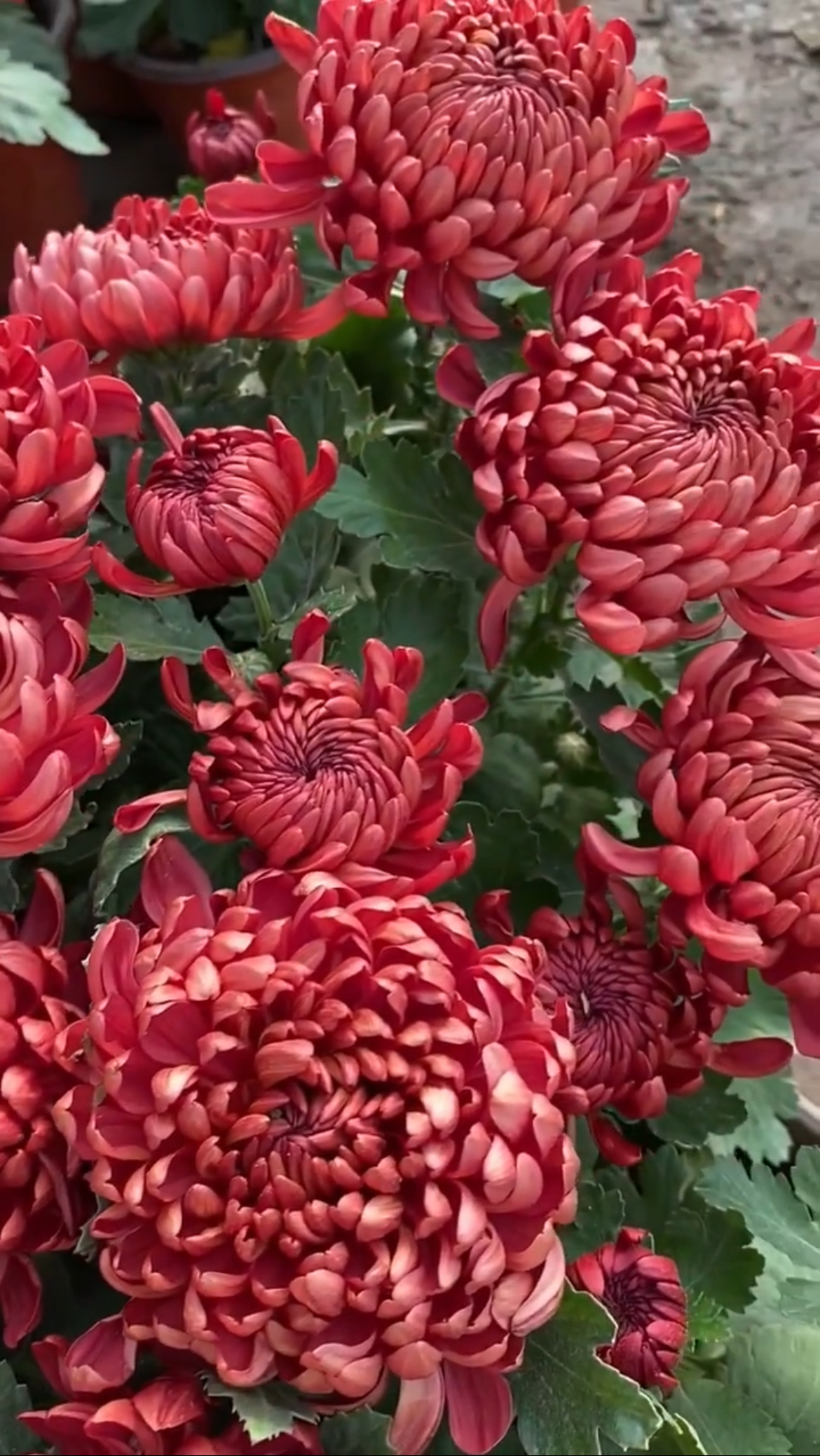 九月菊【红绣球】菊花盆栽 大花富贵菊  好养活