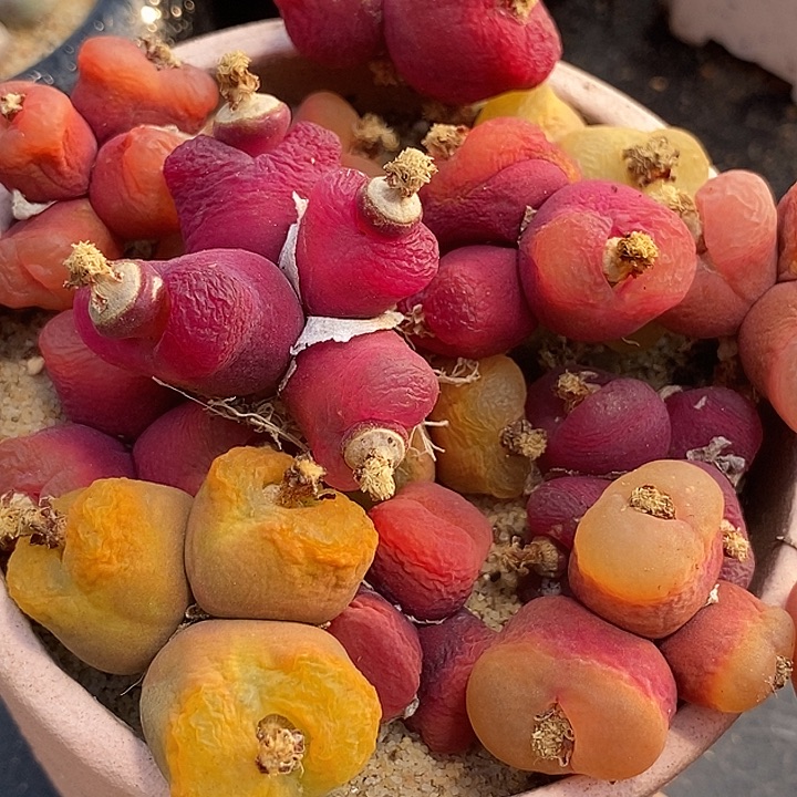 群生桃子母本一颗  可能有瑕疵