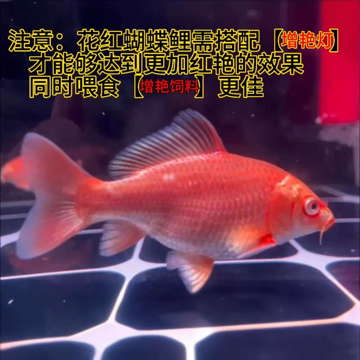 红白贵妃体蝴蝶鲤鱼好养耐活