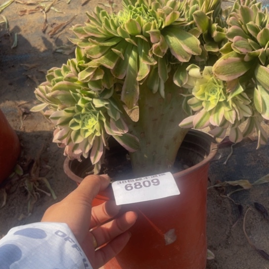6809，迈巴赫带土球发货