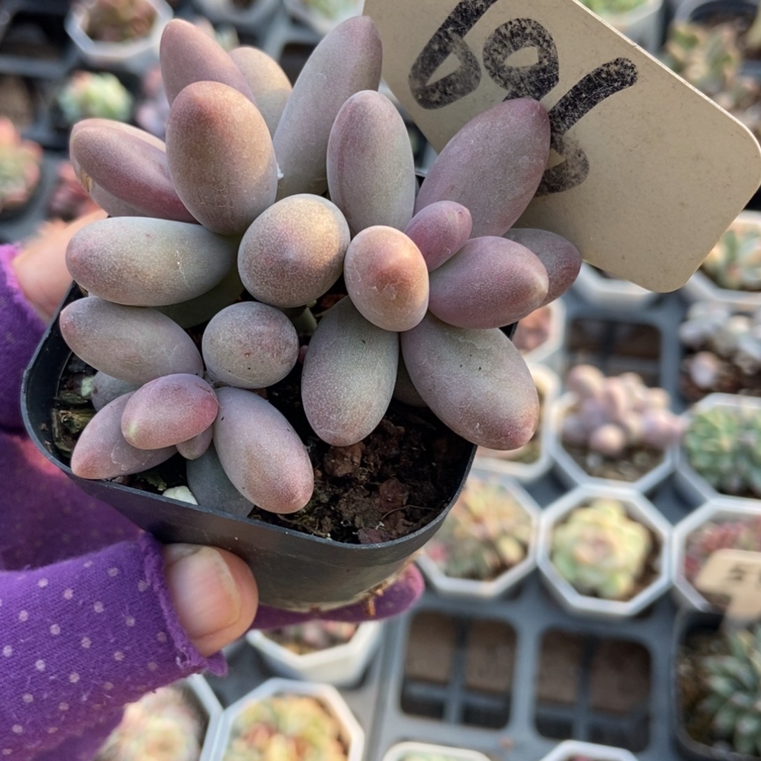 696糖果美人多肉植物