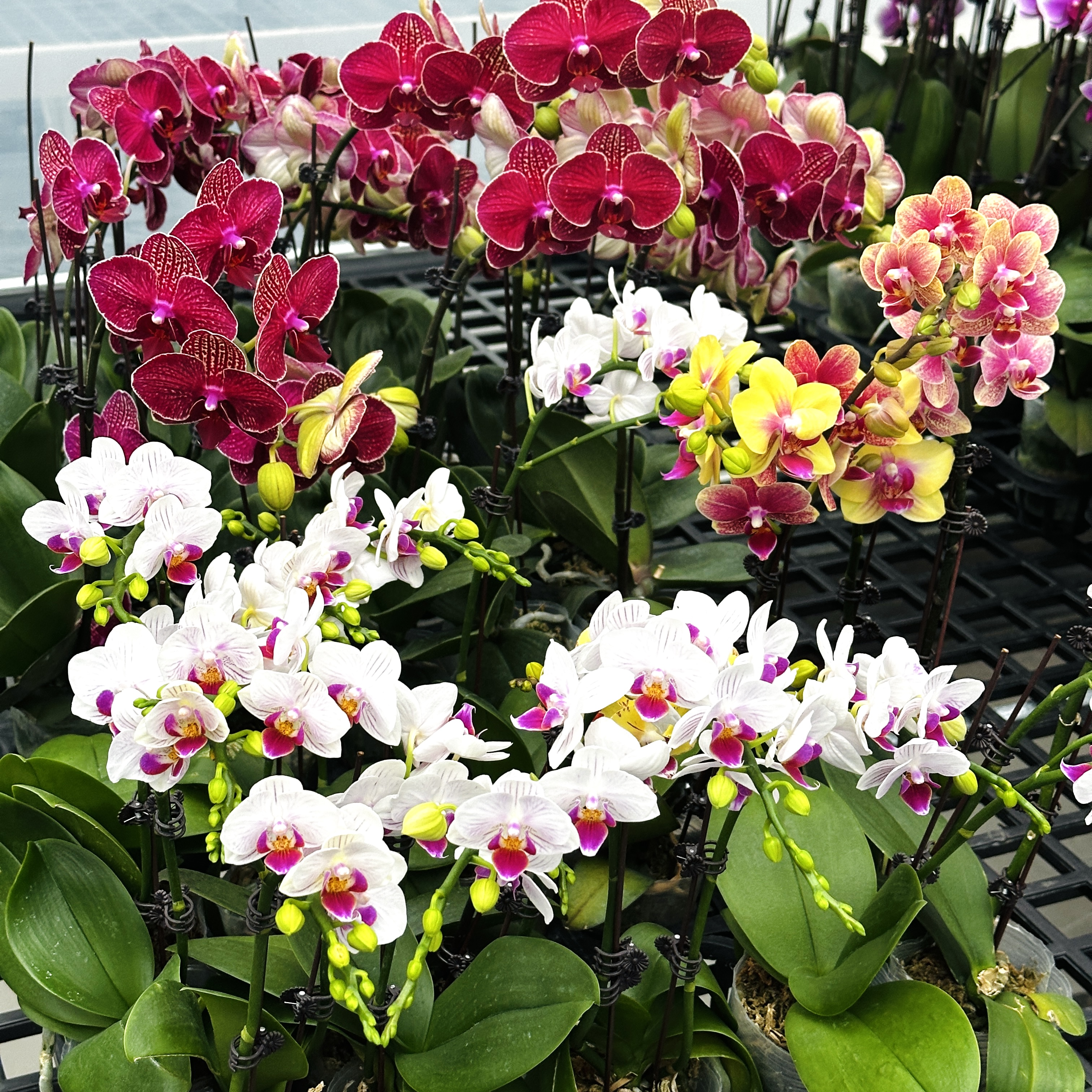 蝴蝶兰【随即发货】花色娇艳耐养适合室内观赏 送人送礼