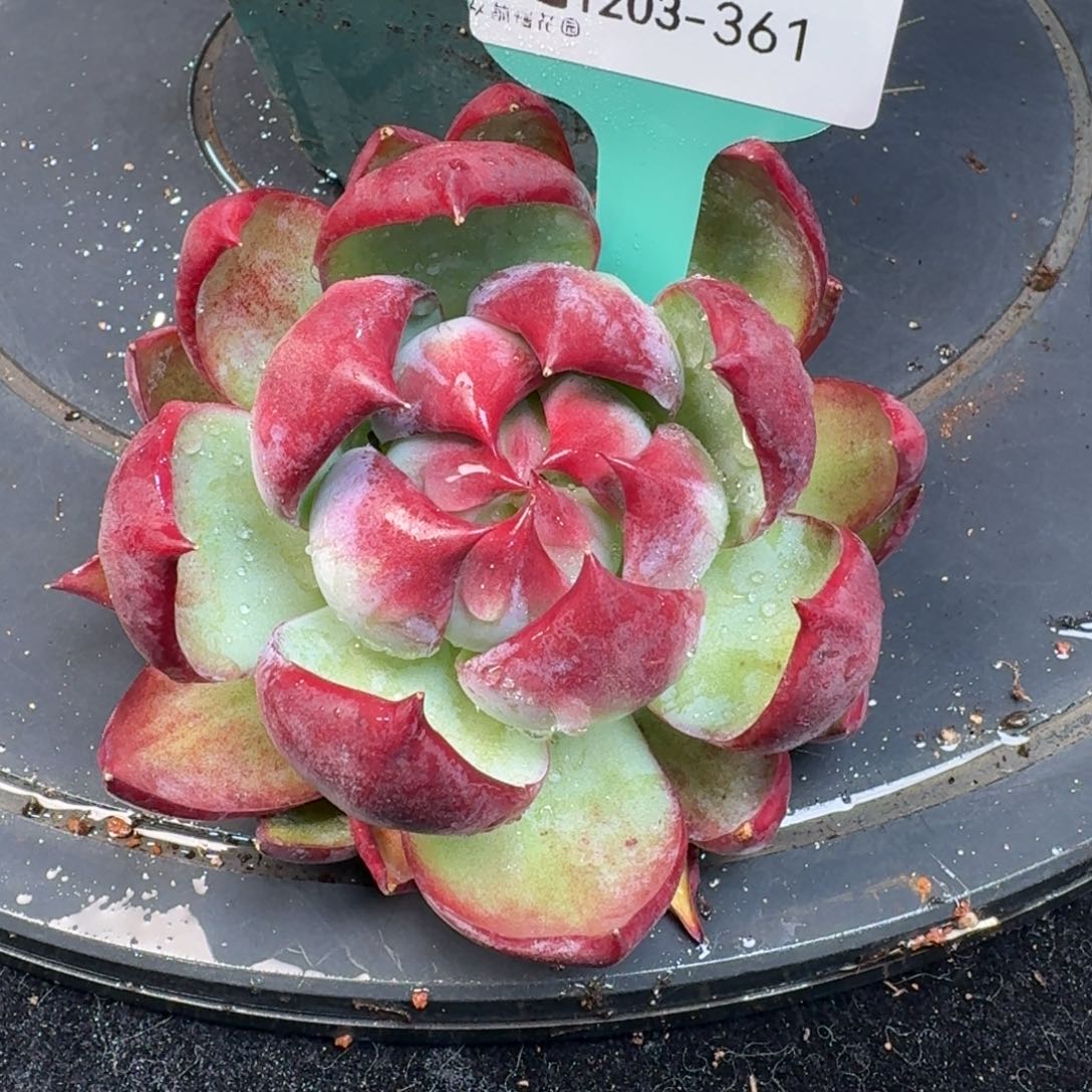 从前慢多肉精选编号1203.