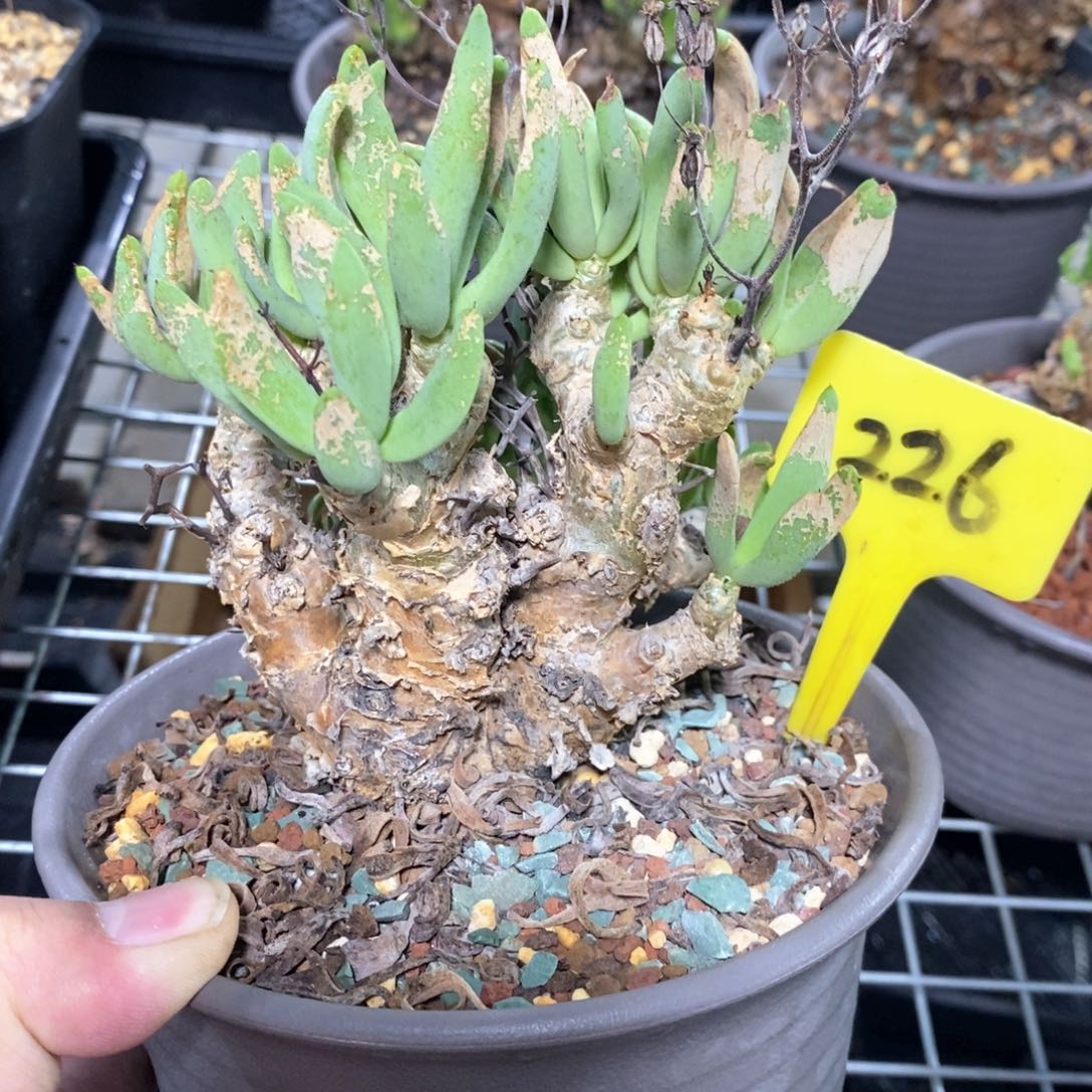 产地万物想多肉植物