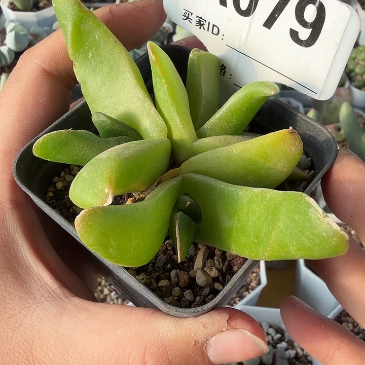 079。满38包邮肉锥