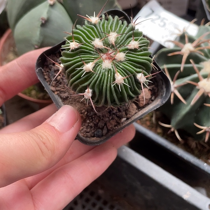 当前无花栽培后可以开花828仙人球开花植物