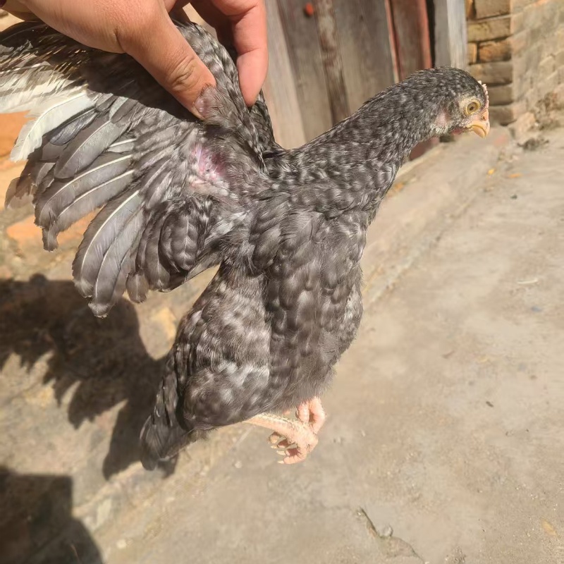 芦花鸡 肉鲜味美