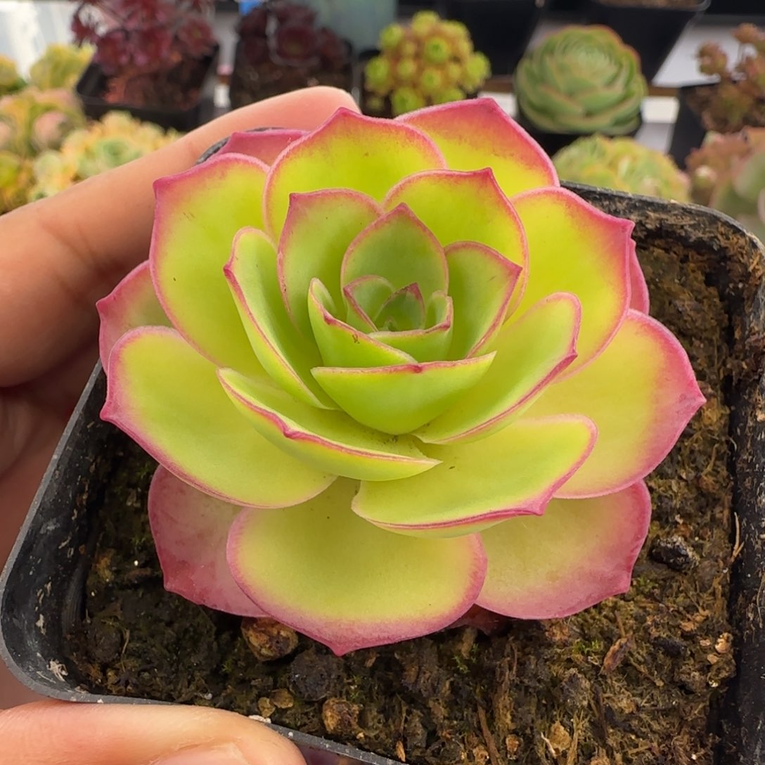 L84半城玫瑰魅影