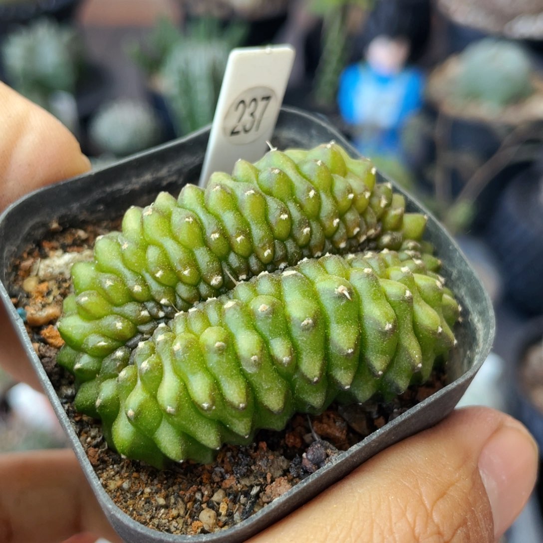 仙人球满28包邮盆口径5公分貘缀