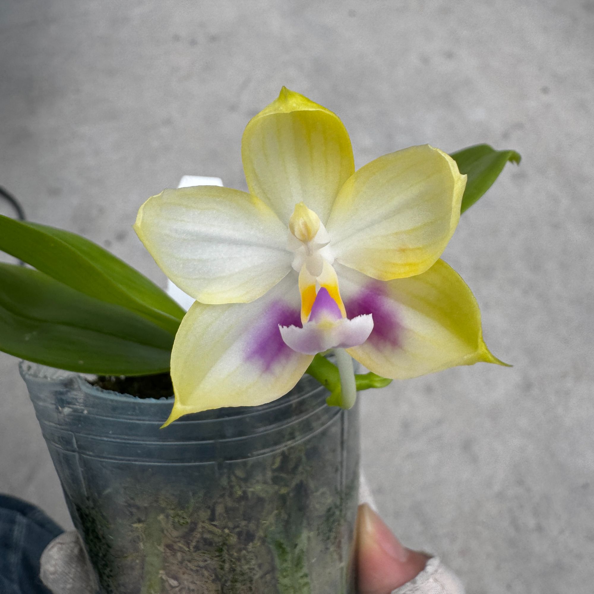 原生种蝴蝶兰珍奇类室内盆栽花卉