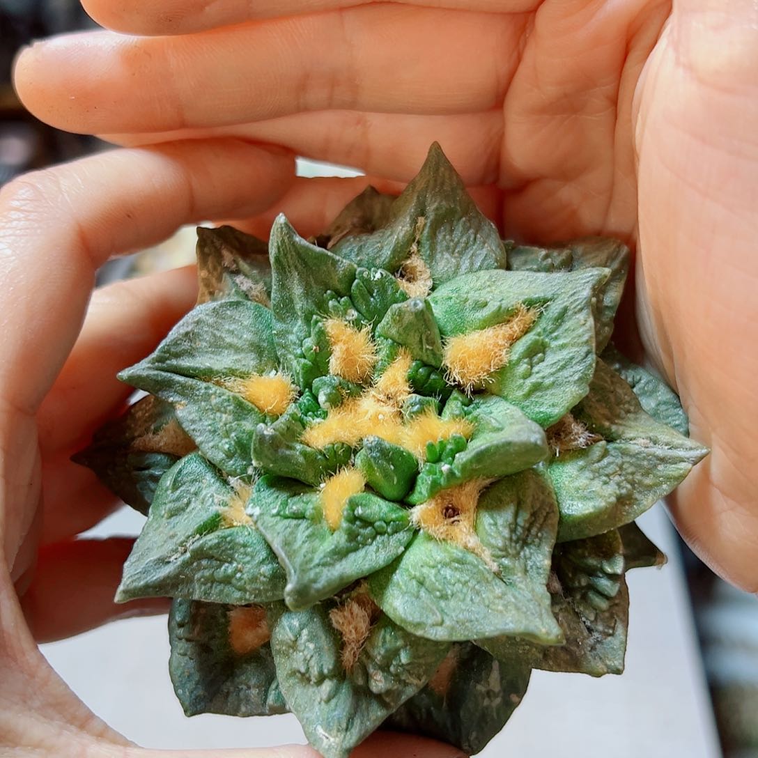 晚3号自根龙角龟8.4公分