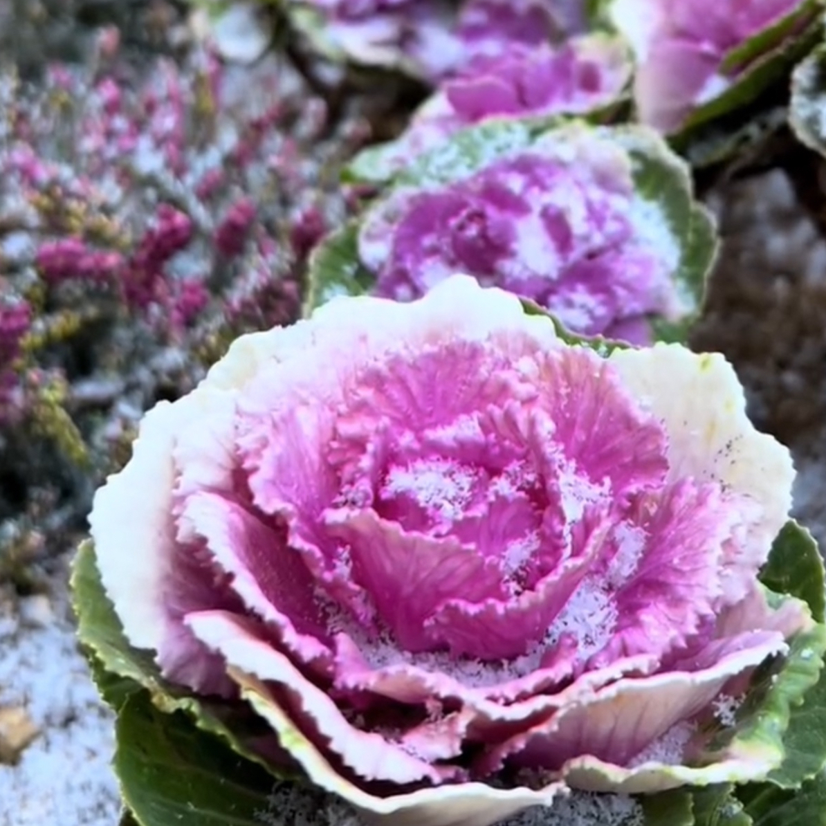 甘蓝耐寒耐热多年生