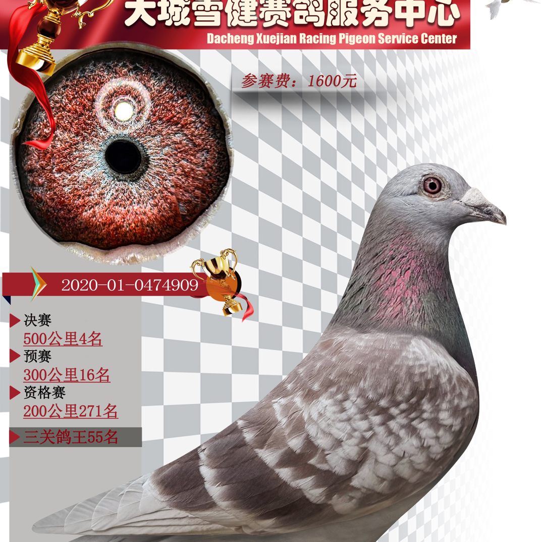 成绩鸽信鸽天落原环铭鸽精品鸽子售卖