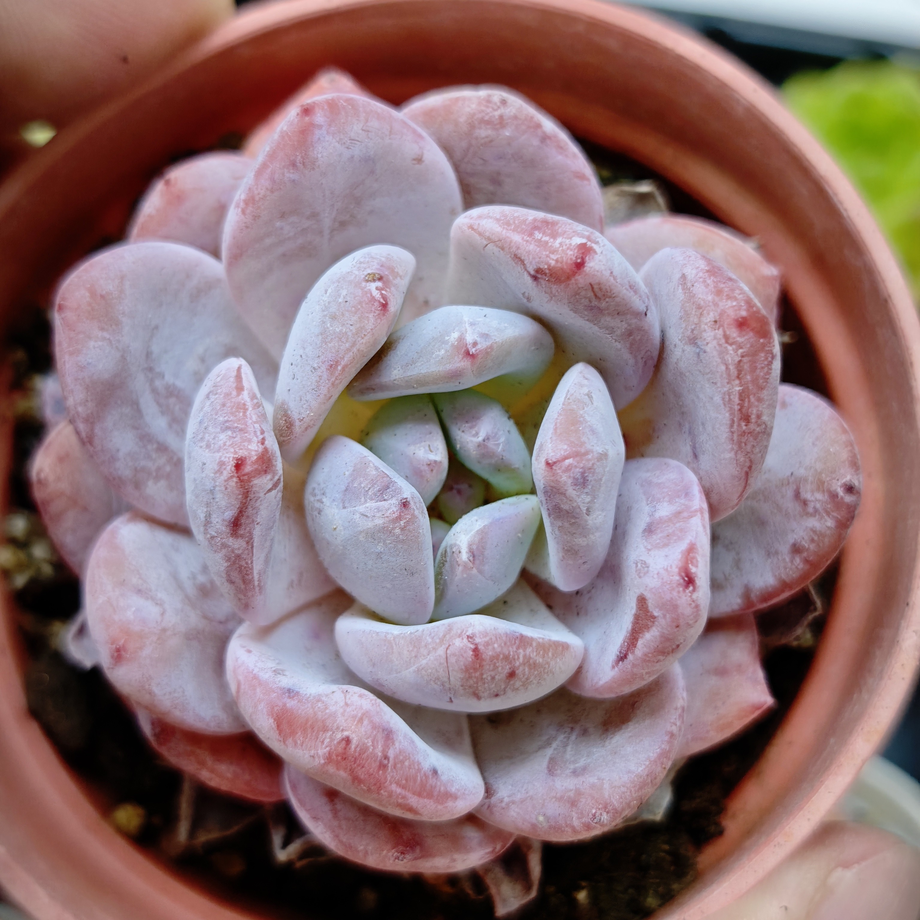 96精品特大号橙梦露多肉植物新手好养