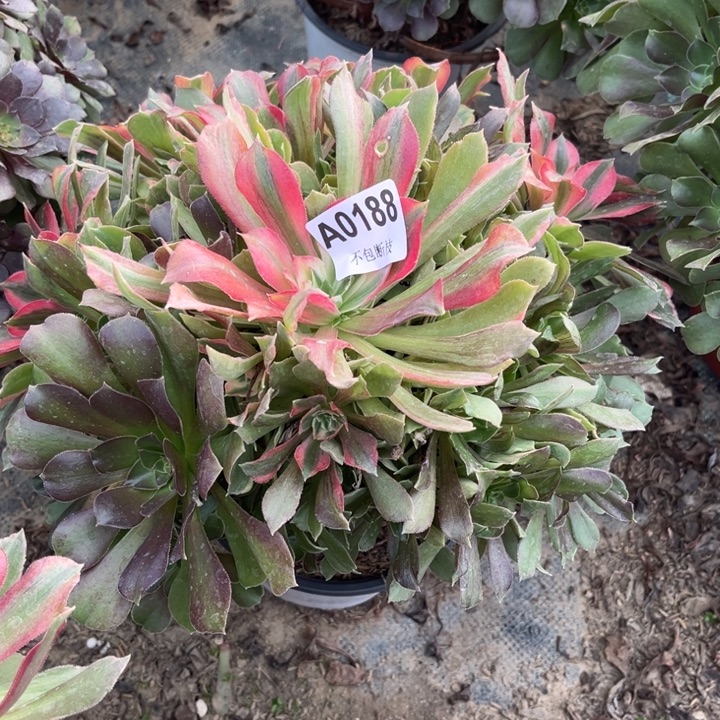 188 多肉法师不包断枝