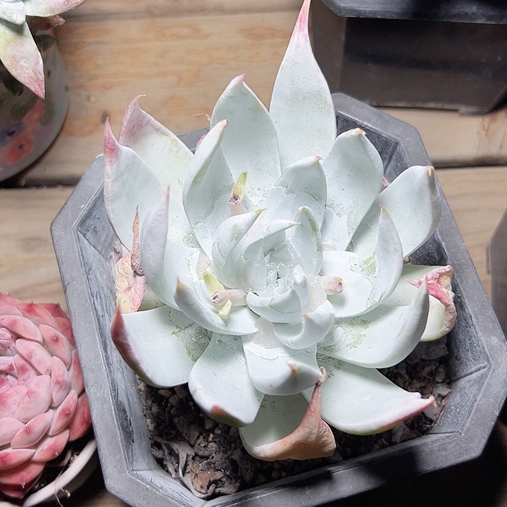 小鹿多肉一物一拍雪山