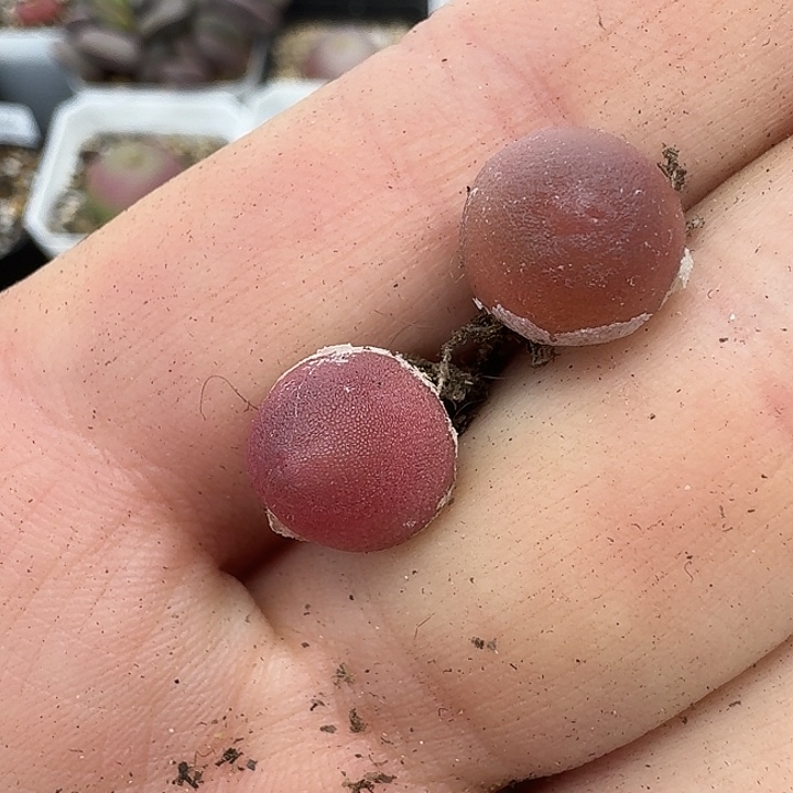 ****臭老马生石花哈默1964