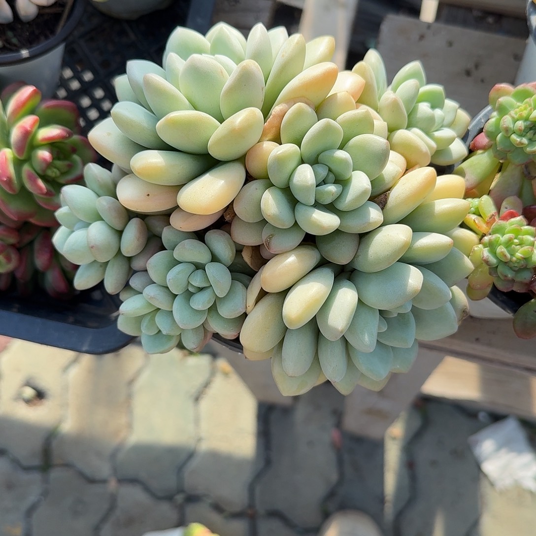 泡泡糖大号多肉植物精品