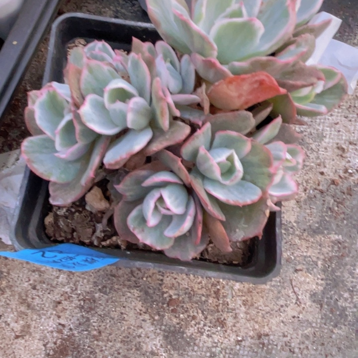 伯克利锦多肉植物21