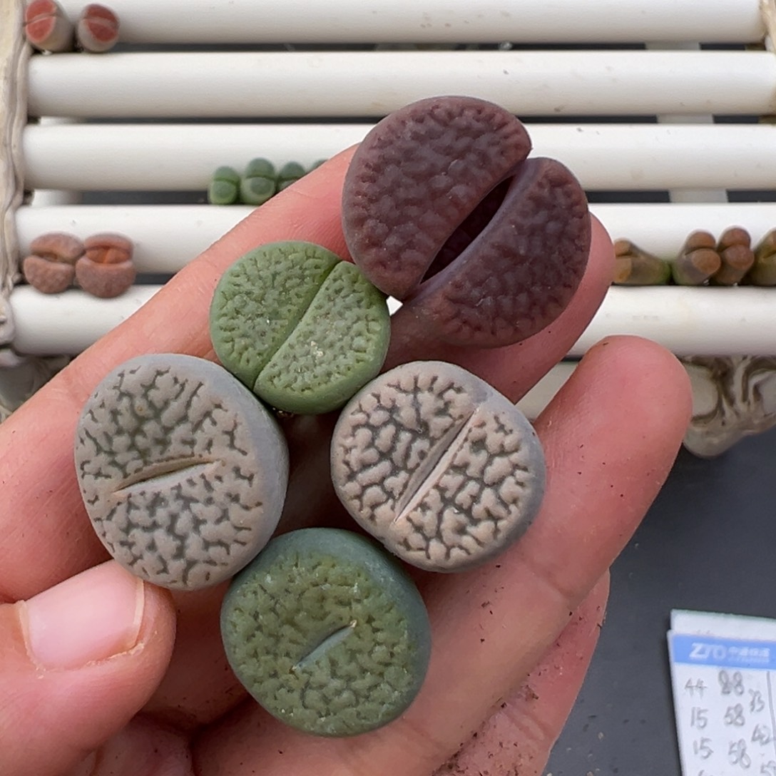 12.31好看的多肉脱土发货092