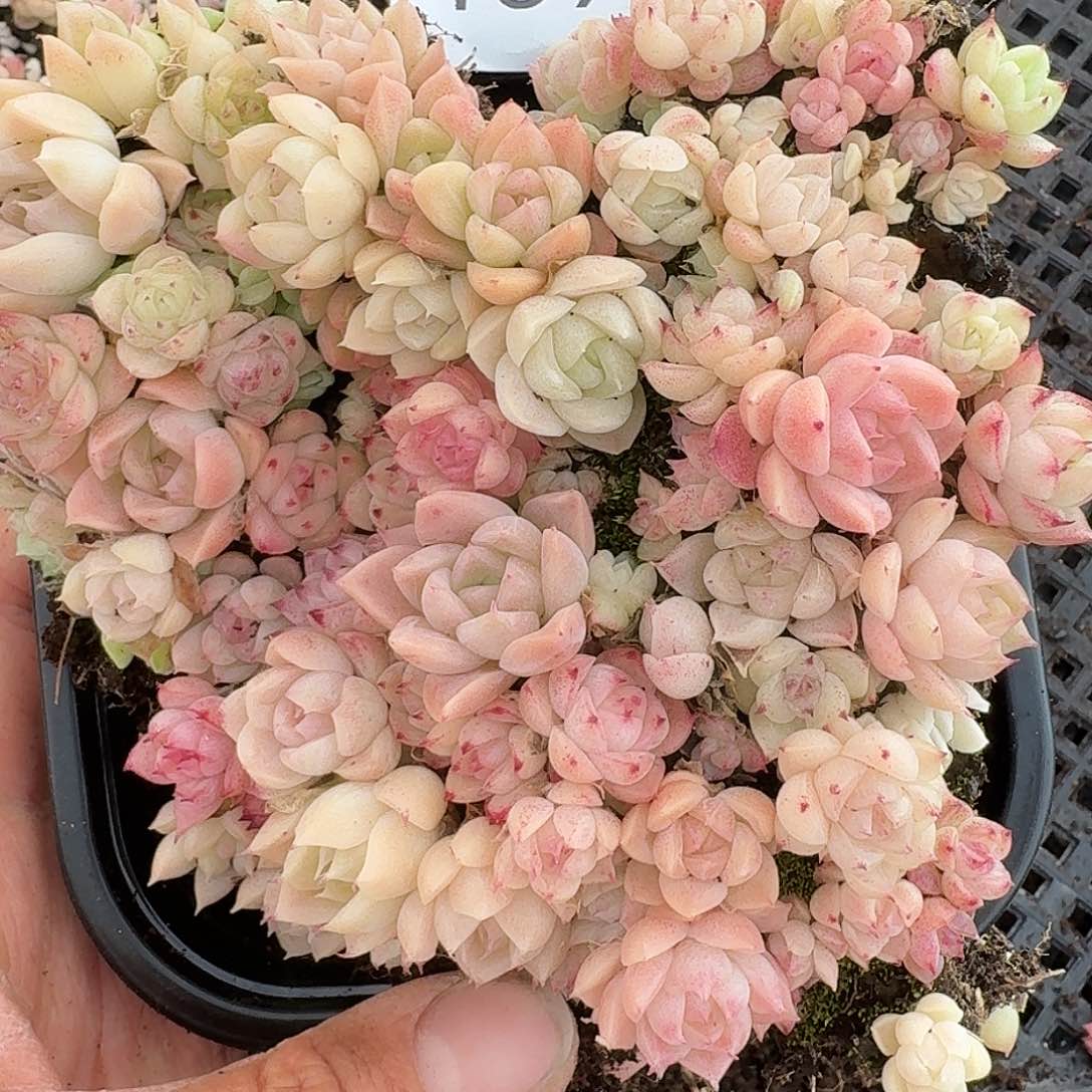 杂交新品珍妮多肉1590