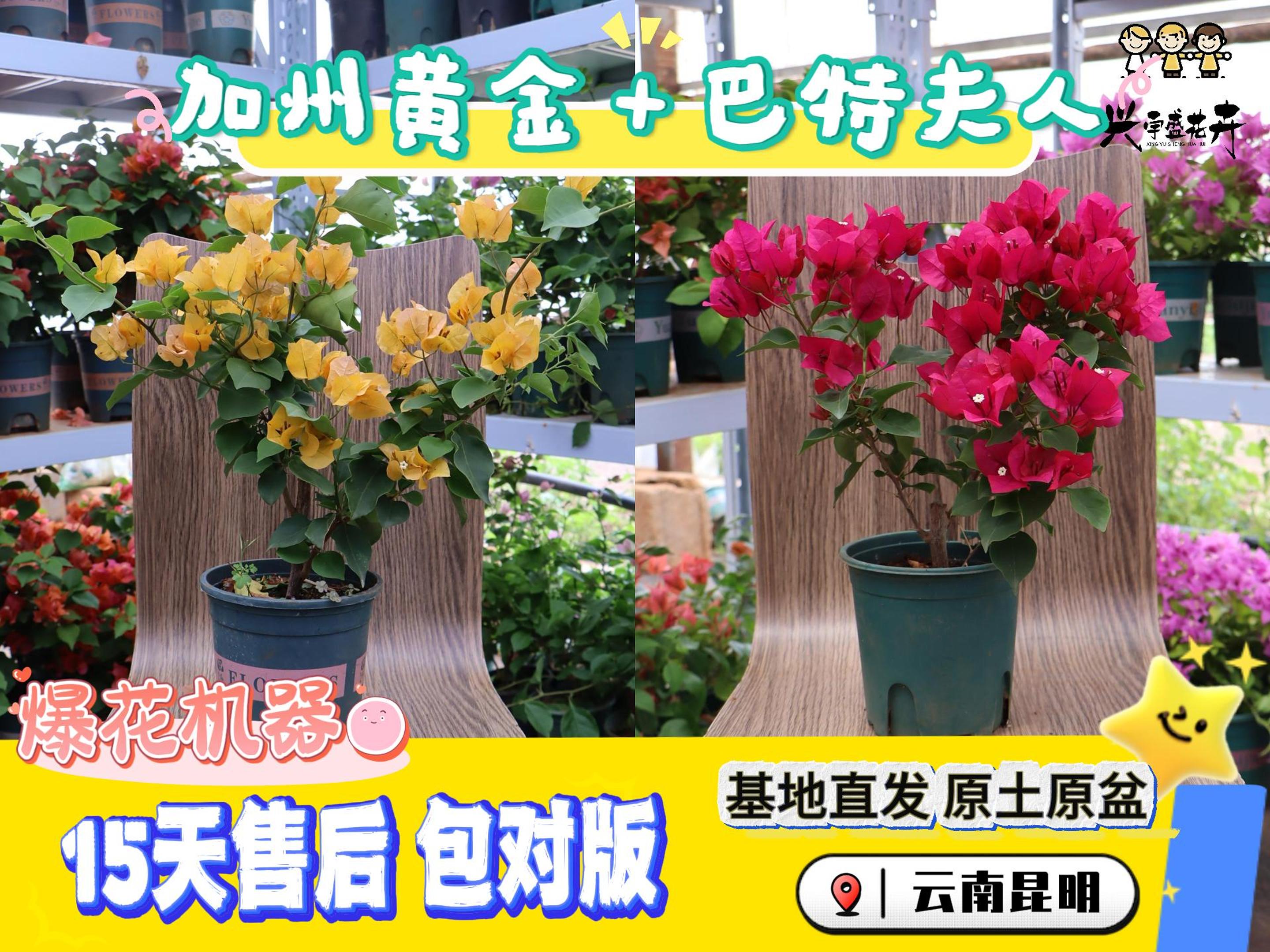 【加州黄金+巴特夫人组合】勤花耐活带盆土观赏三角梅