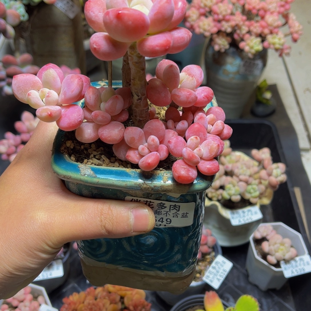 549樱花洛神11厘米多肉