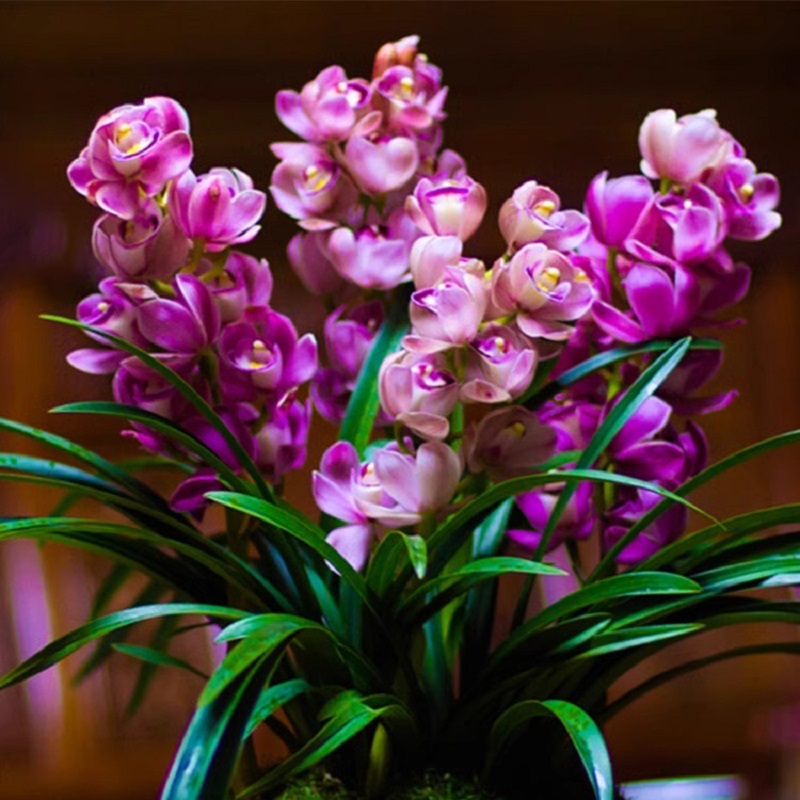 【红酒之恋】建兰高档苗易活大花蕙兰花四季兰浓香剑兰室内盆栽绿植