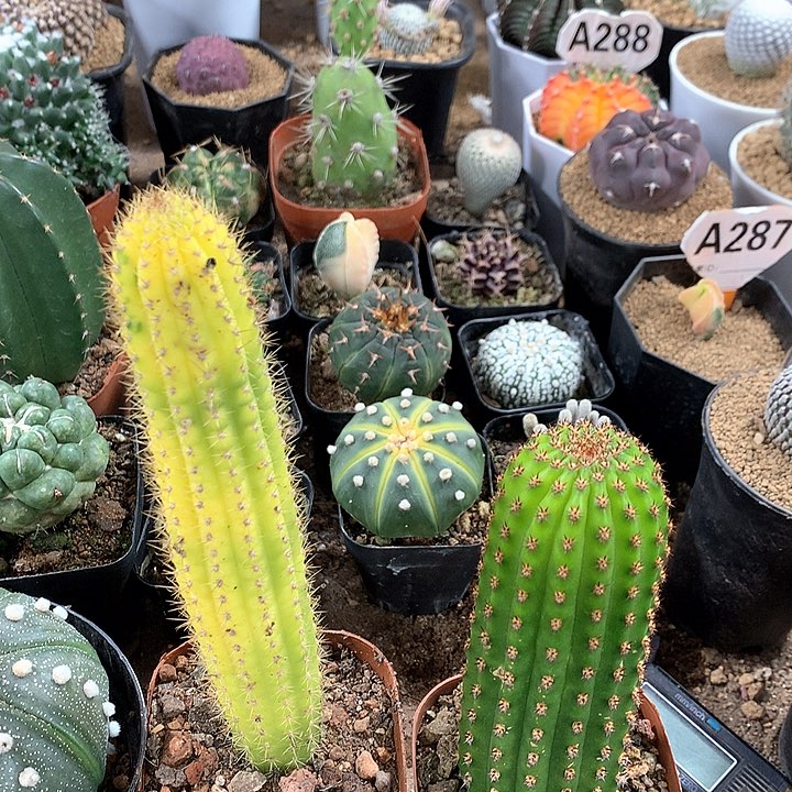 28756974687268426558