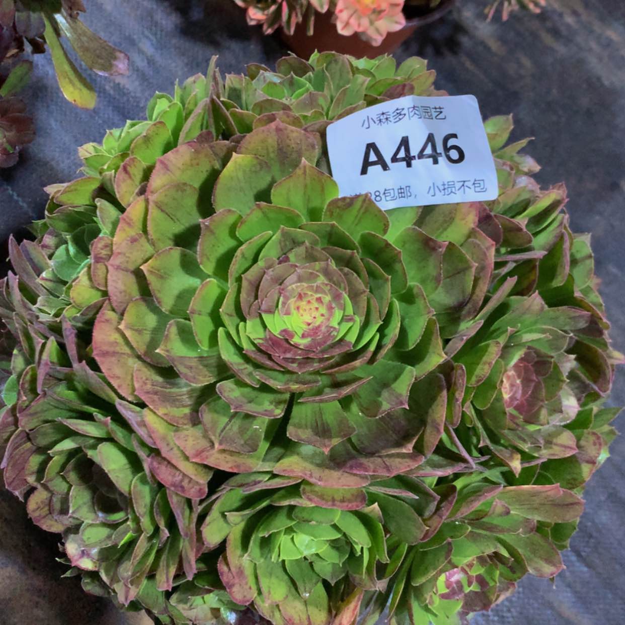 【闪购商品】446花月夜多肉
