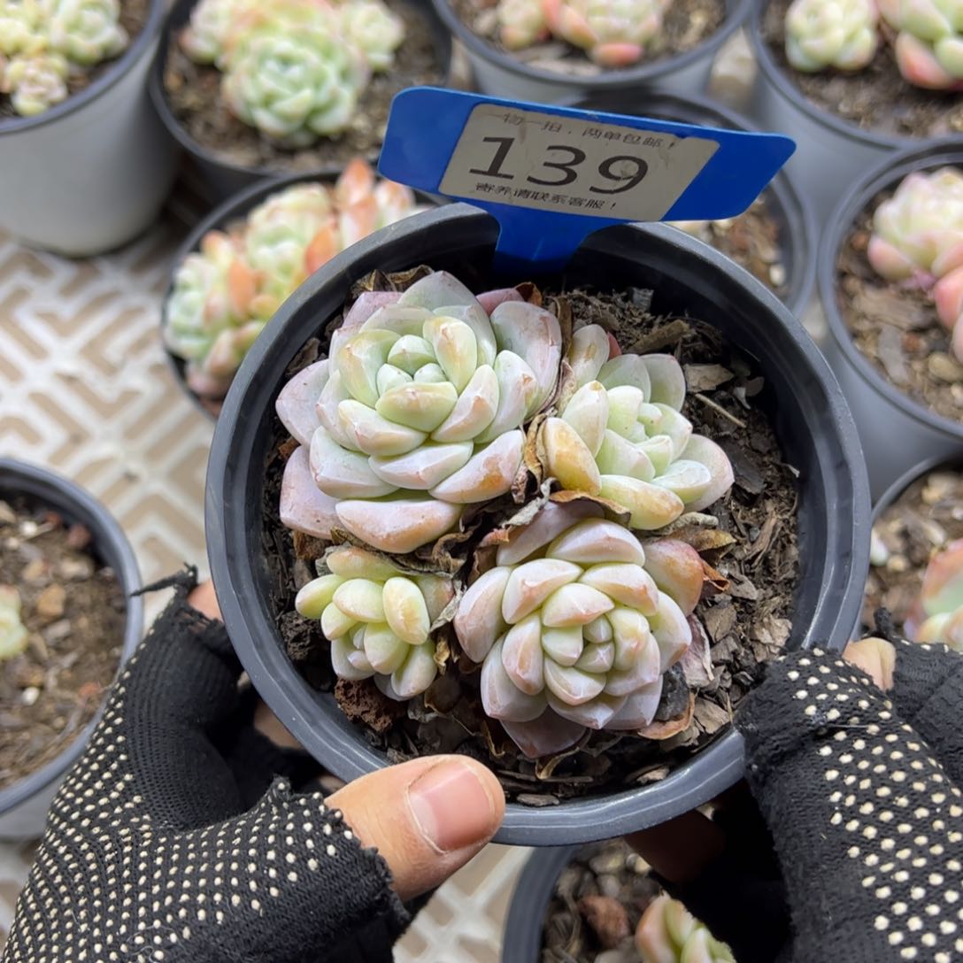 红陶139号多肉植物