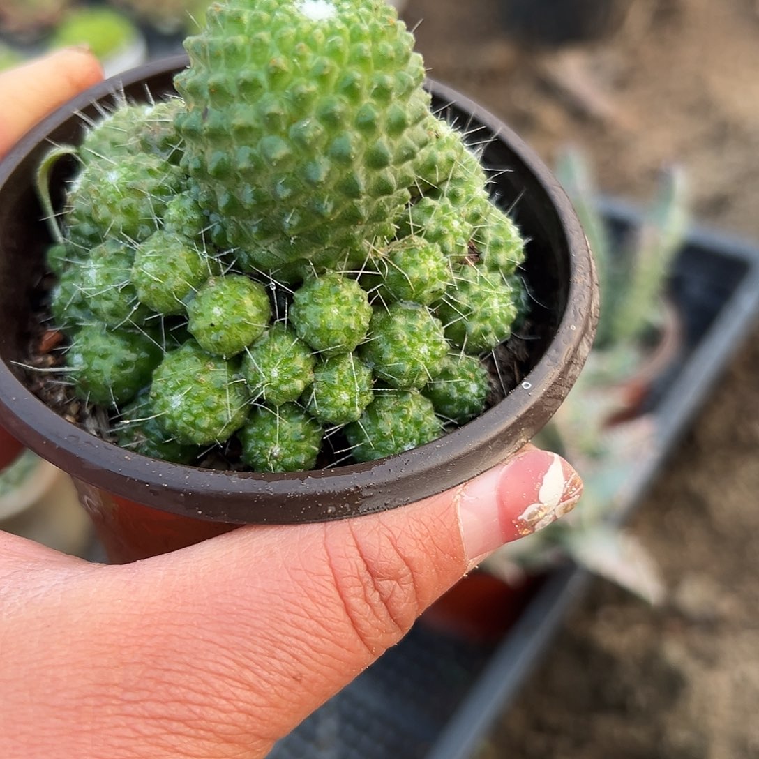 多肉植物宝山开花
